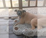 Small #4 Labrador Retriever Mix