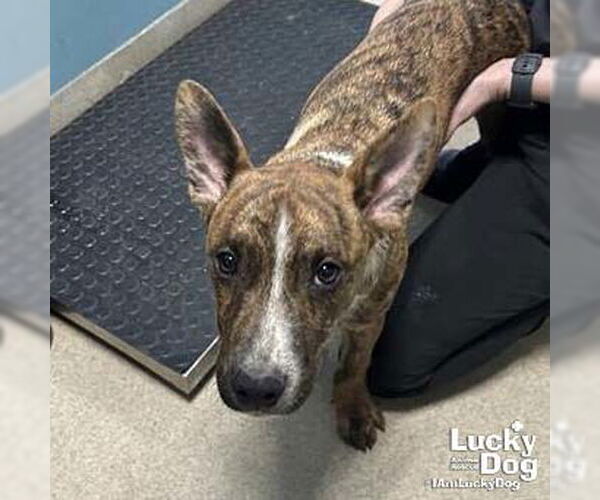 Medium Photo #1 Mutt Puppy For Sale in Washington, DC, USA