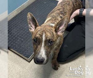 Mutt Dogs for adoption in Washington, DC, USA