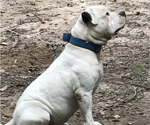 Small #8 American Bulldog