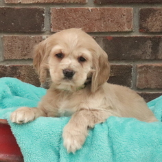 Cocker Spaniel Puppy for sale in GAP, PA, USA