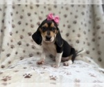 Small #1 Beagle