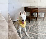 Small #5 Siberian Husky Mix