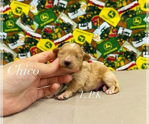 Maltipoo (Miniature) Puppy for sale in WINNSBORO, LA, USA