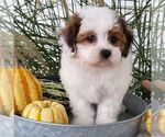 Image preview for Ad Listing. Nickname: Autumn