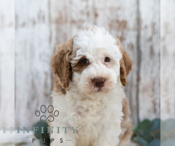 Medium Photo #4 Bernedoodle (Miniature) Puppy For Sale in SUNBURY, PA, USA