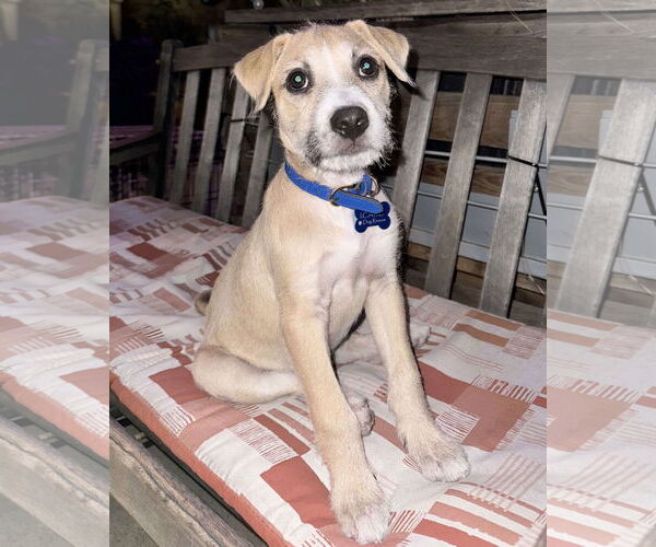 Medium Photo #13 American Staffordshire Terrier-Unknown Mix Puppy For Sale in Corona, CA, USA