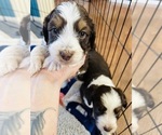 Puppy 1 Aussiedoodle Miniature 