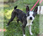 Small #5 Boston Terrier