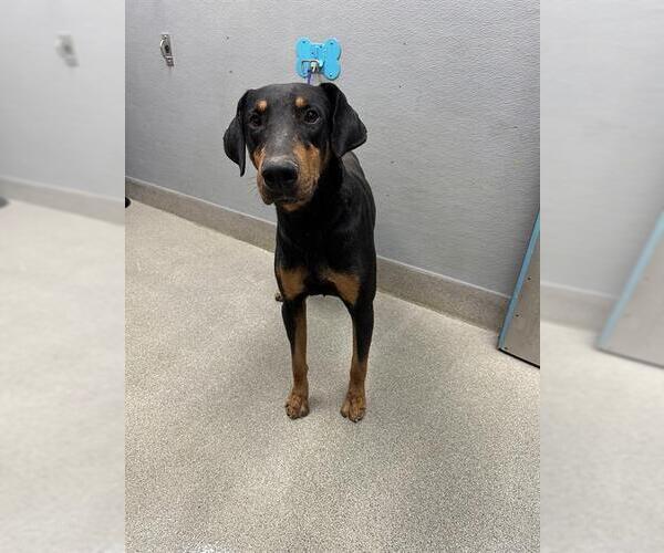 Medium Photo #1 Doberman Pinscher-Unknown Mix Puppy For Sale in Las Vegas, NV, USA