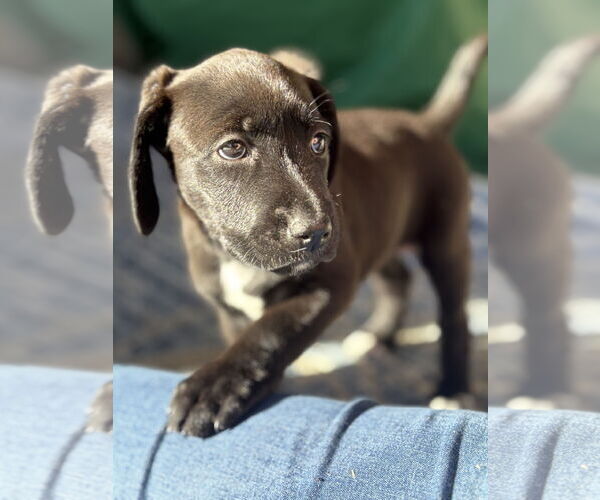 Medium Photo #3 Labrador Retriever-Unknown Mix Puppy For Sale in The Woodlands, TX, USA