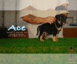 Small #2 American Bully
