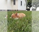 Small Photo #42 Pembroke Welsh Corgi Puppy For Sale in MILFORD, IN, USA