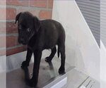 Small #2 Labrador Retriever Mix