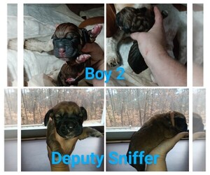 Basset Hound Puppy for sale in BULLS GAP, TN, USA