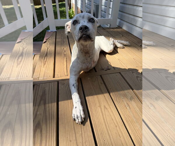 Medium Photo #3 Mutt Puppy For Sale in Greenville, SC, USA