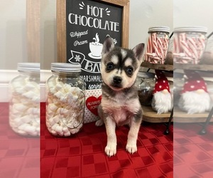 Alaskan Klee Kai Puppy for sale in WILLIAMSBURG, OH, USA