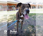 Small Great Dane Mix