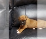 Small Photo #3 Boxer Puppy For Sale in DERBY, CT, USA