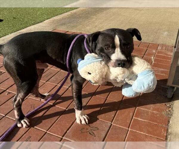 Medium Photo #1 American Pit Bull Terrier Puppy For Sale in Derwood, MD, USA