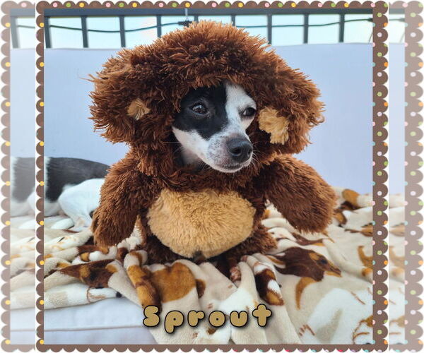 Medium Photo #5 Chiweenie Puppy For Sale in Princeton, MN, USA