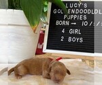 Small Photo #13 Goldendoodle-Poodle (Toy) Mix Puppy For Sale in NORTHRIDGE, CA, USA