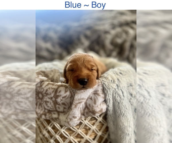 Medium Photo #11 Golden Retriever Puppy For Sale in SAINT GEORGE, UT, USA