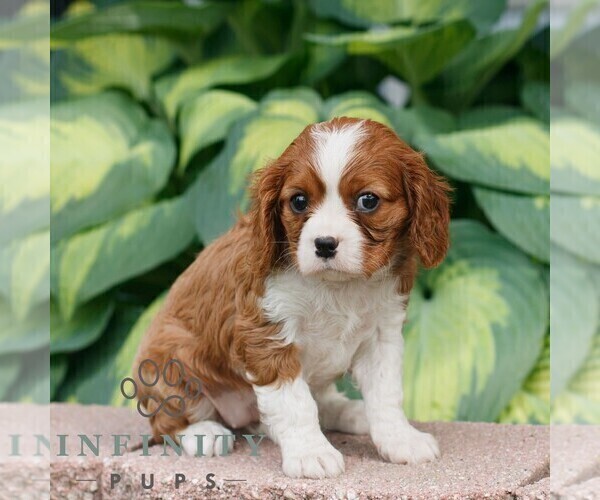 Medium Photo #4 Cavalier King Charles Spaniel Puppy For Sale in NARVON, PA, USA