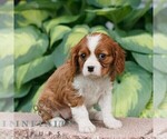Small #3 Cavalier King Charles Spaniel