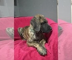 Small #11 Great Dane