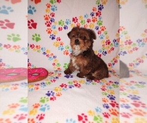 Yorkshire Terrier Puppy for sale in LAPEER, MI, USA