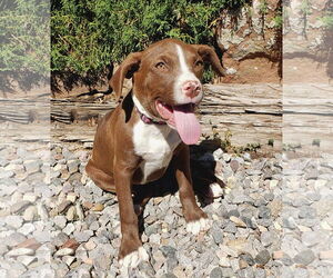 American Pit Bull Terrier Dogs for adoption in Albuquerque, NM, USA