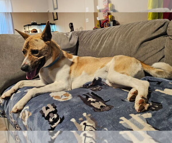 Medium Photo #3 Akita-German Shepherd Dog Mix Puppy For Sale in Blacksburg, SC, USA