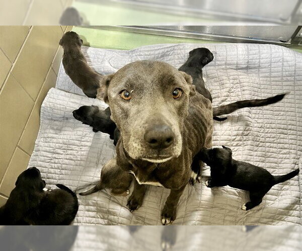 Medium Photo #2 Mutt Puppy For Sale in Riverside, CA, USA