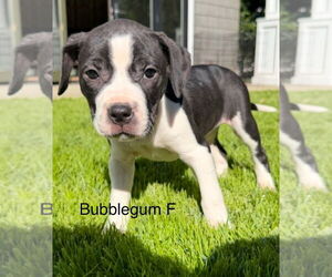 Mutt Dogs for adoption in Studio City, CA, USA