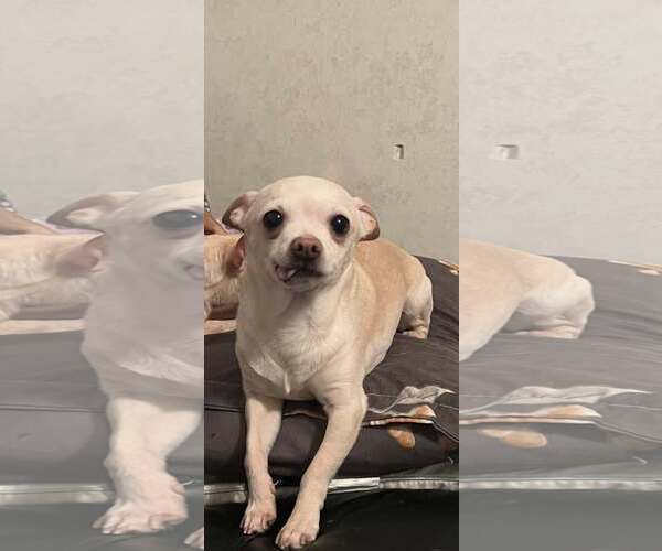 Medium Photo #2 Chihuahua Puppy For Sale in MIDWAY, UT, USA