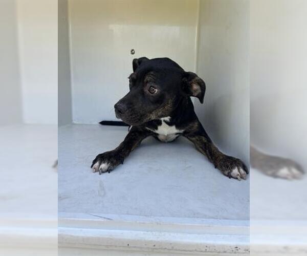 Medium Photo #1 American Pit Bull Terrier-Unknown Mix Puppy For Sale in Houston, TX, USA