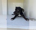 Small American Pit Bull Terrier Mix