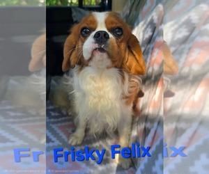 Cavalier King Charles Spaniel Dogs for adoption in Seaford, DE, USA