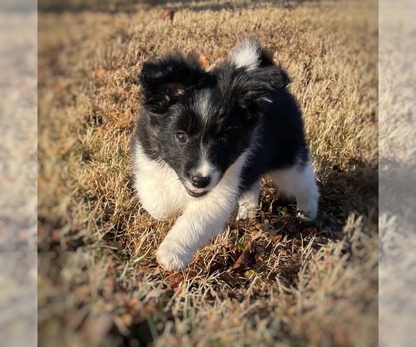Medium Photo #11 Border Collie-Papillon Mix Puppy For Sale in CULPEPER, VA, USA