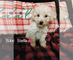 Puppy Stella Goldendoodle-Poodle (Miniature) Mix
