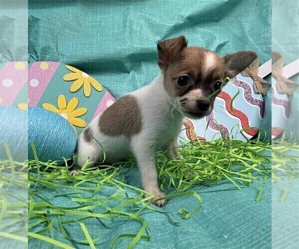 Medium Photo #2 Chihuahua Puppy For Sale in LONG BEACH, CA, USA