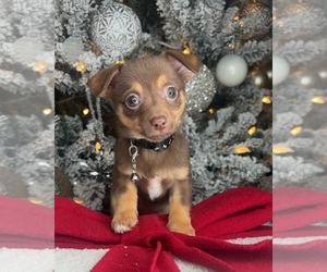 Chihuahua Puppy for sale in CHARLOTTE, NC, USA