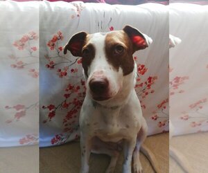 Gucci - Female Labrador Retriever-Unknown Mix Dog for Adoption - Photo #5