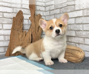 Pembroke Welsh Corgi Puppy for sale in HOUSTON, TX, USA