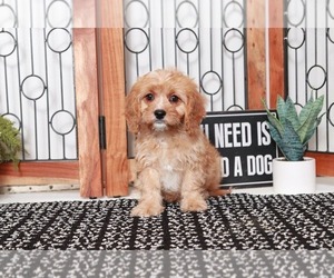 Cavapoo Puppy for sale in NAPLES, FL, USA