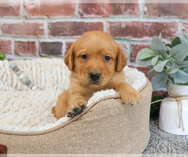 Medium Photo #2 Labrador Retriever Puppy For Sale in SYRACUSE, IN, USA