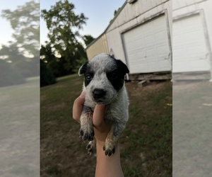 Australian Cattle Dog Puppy for sale in POTOSI, MO, USA