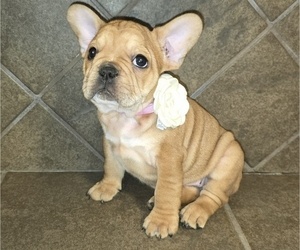Medium French Bulldog