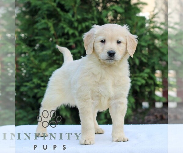 Medium Photo #3 Golden Retriever Puppy For Sale in MANHEIM, PA, USA